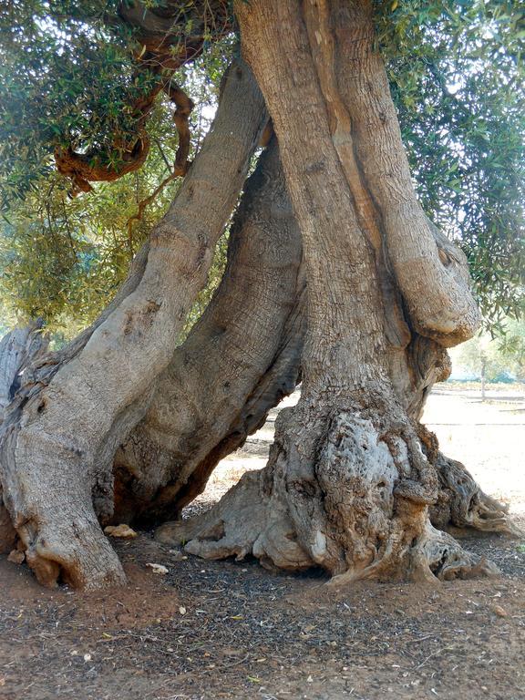 Savelletri L'Ulivo Bed And Breakfast מראה חיצוני תמונה