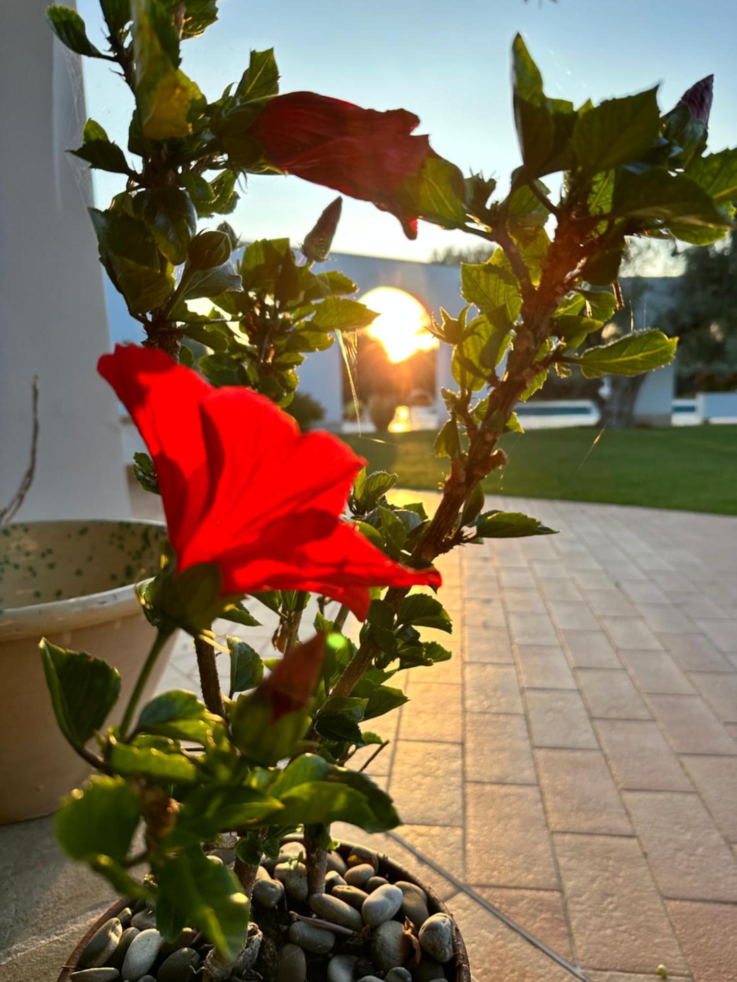 Savelletri L'Ulivo Bed And Breakfast מראה חיצוני תמונה