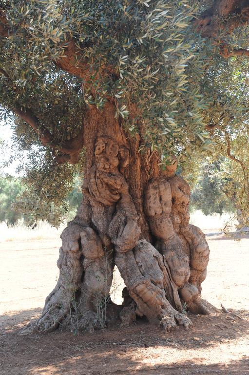 Savelletri L'Ulivo Bed And Breakfast מראה חיצוני תמונה