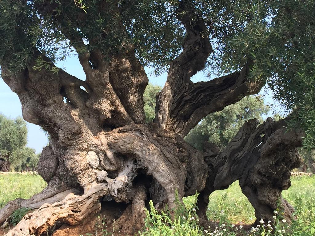 Savelletri L'Ulivo Bed And Breakfast מראה חיצוני תמונה