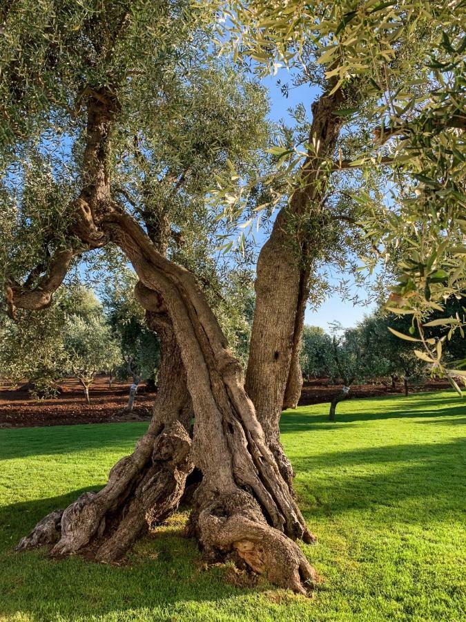 Savelletri L'Ulivo Bed And Breakfast מראה חיצוני תמונה